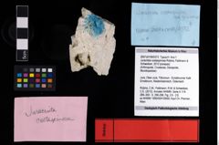 NHMW-GEO-2007z0149-0372_Ol_01.tifJuracrista costaspinosa (Robins, Feldmann & Schweitzer, 2012)  (NHMW-GEO-2007z0149-0372)